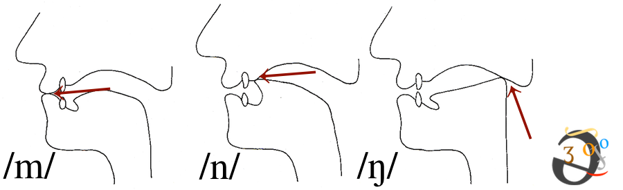 Н п шумы. Sound articulation. Положение языка при звуке м. Как произнести носовой н. Артикуляция в анимации.