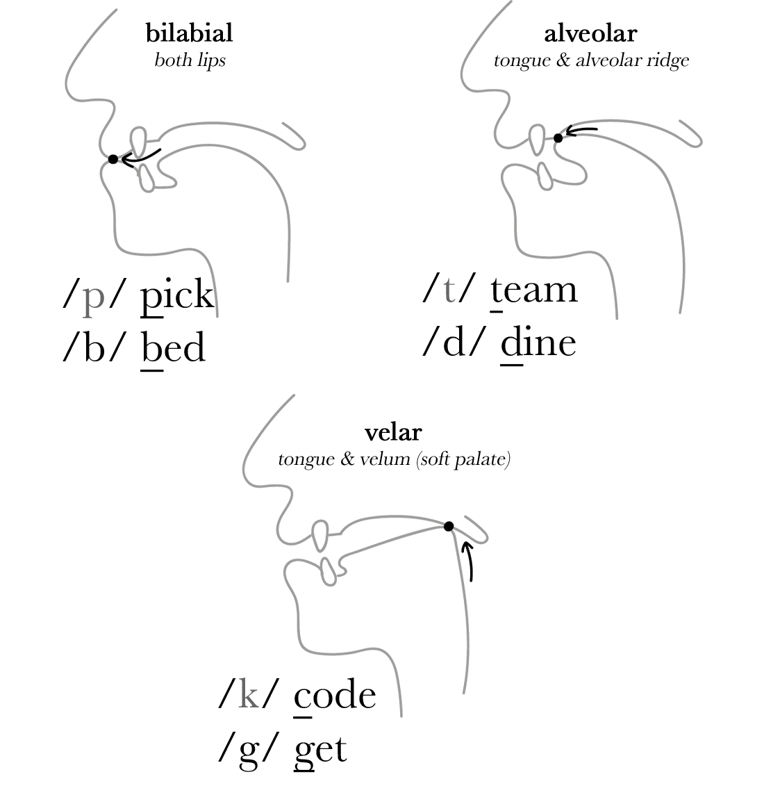 https://thesoundofenglish.org/wp-content/uploads/2020/01/plosive-mouth-positions-1.png?utm_source=chatgpt.com