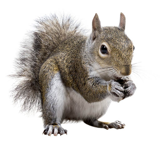 Young squirrel with shells of sunflower seeds on a white background 