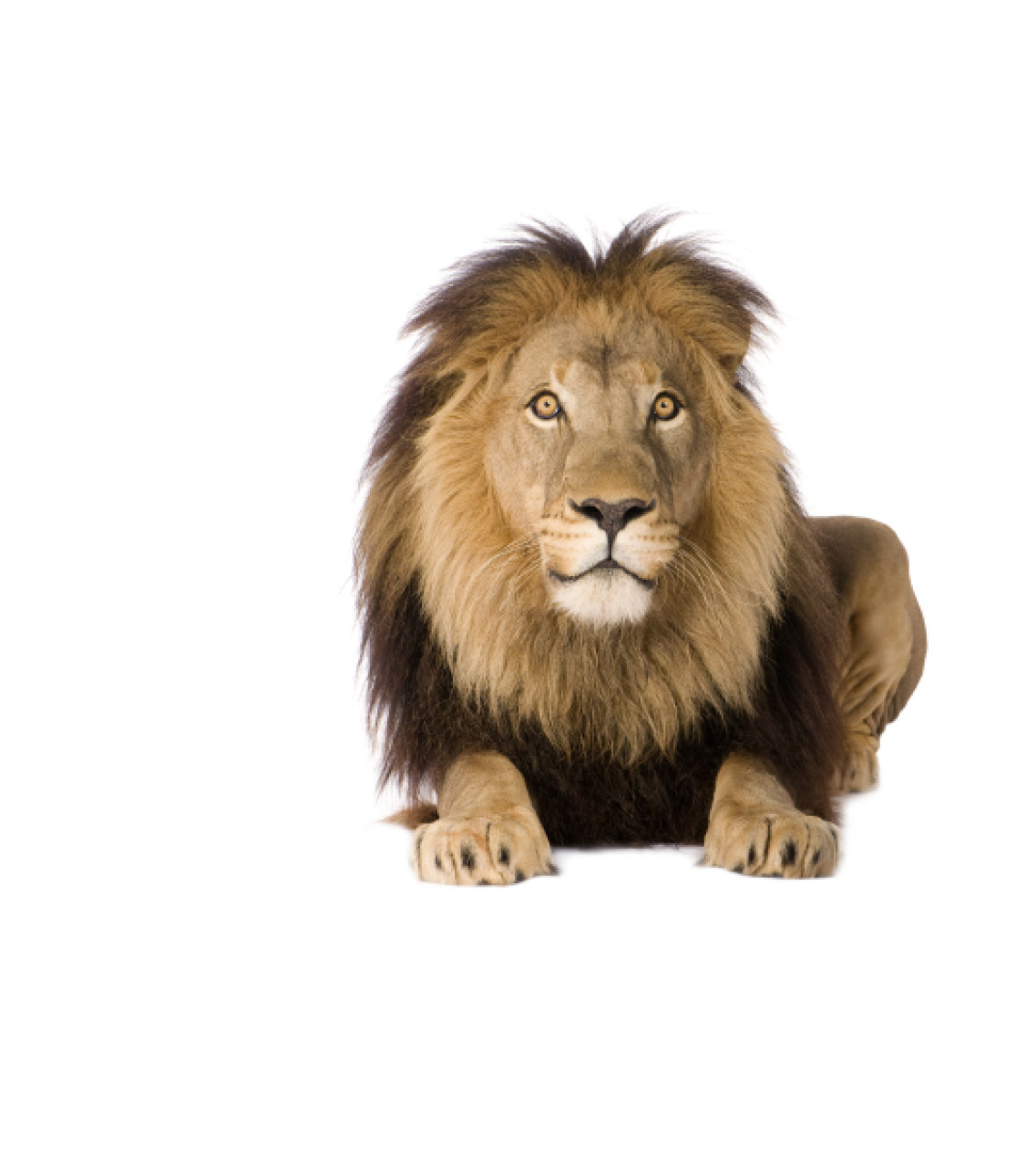 Lion (4 and a half years) - Panthera leo in front of a white background