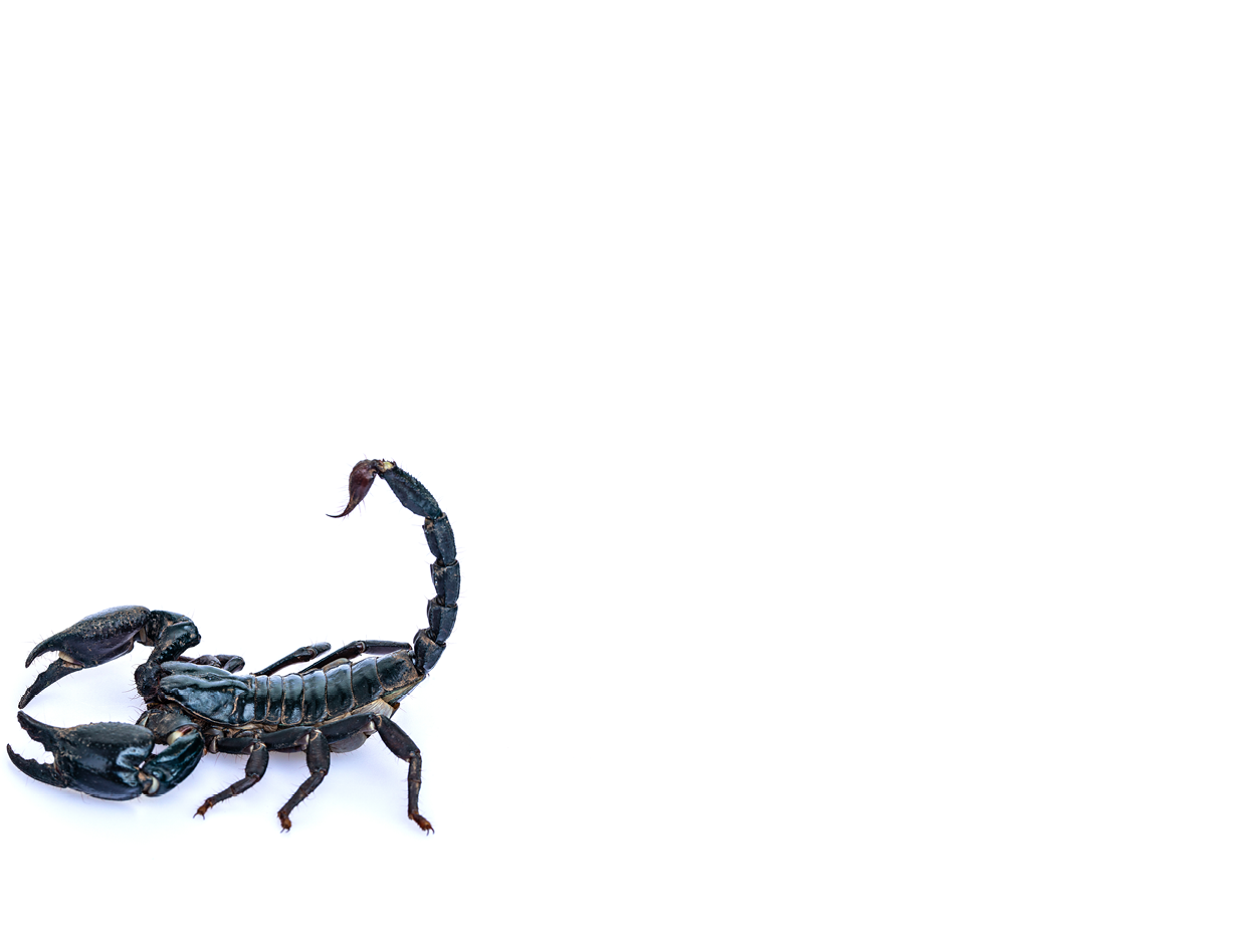 The black scorpion isolated on white background 