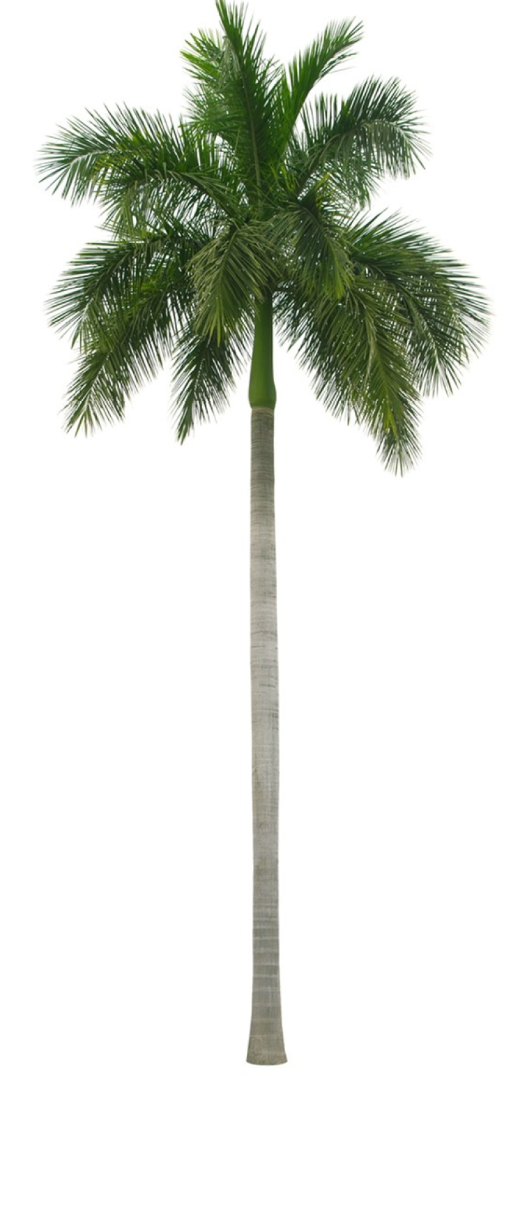 Collection of Palm trees isolated on white background