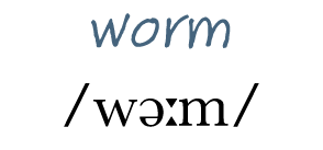 worm  wə m  