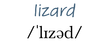 lizard   lɪzəd 