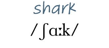 shark  ʃɑ k 